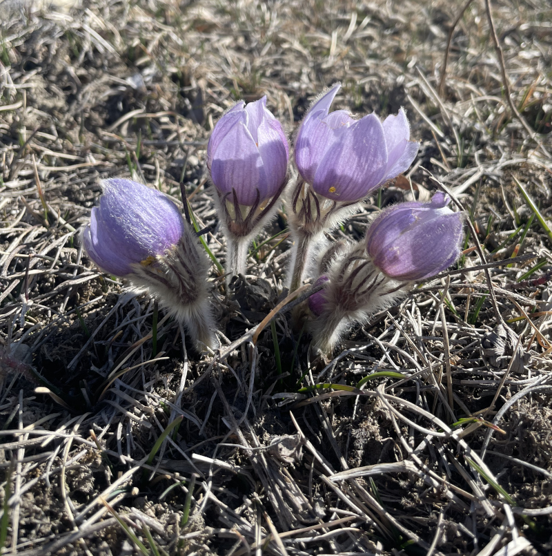 crocus